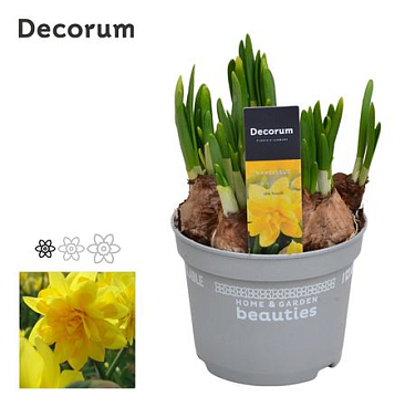 Narcissus Tete Boucle (decorum)