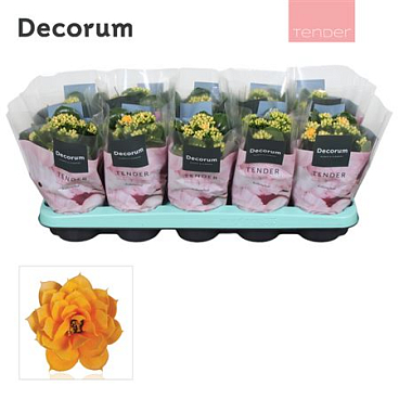 Kal Cal Serenity Gold (decorum)