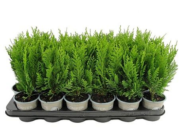 Chamaecyparis Lawsoniana Green Pillar