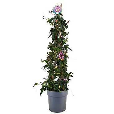 Passiflora Amethyst Pyramid