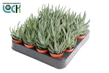 Aloe Humulis