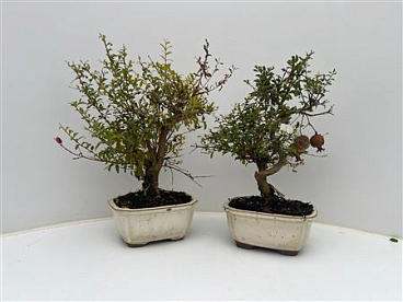 Bonsai Punica Granatum, 16cm.