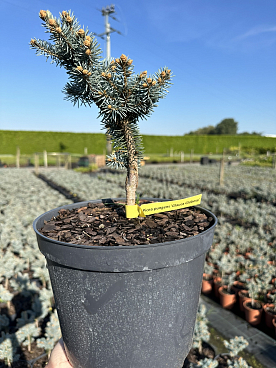 Ель колючая Глаука Глобоза