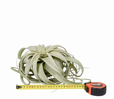 Tillandsia Xerographica X3