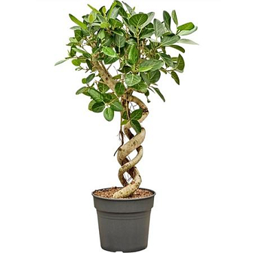 Ficus Benghalensis Audrey Double Spiral