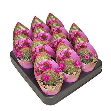 Mammillaria Zeilmanniana Potcover
