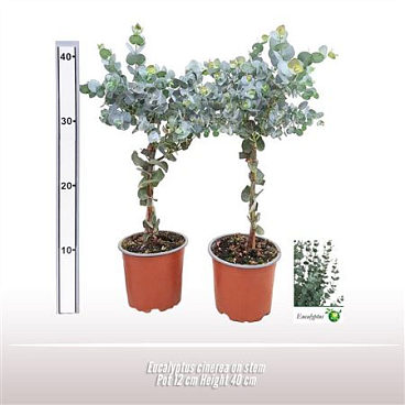 Eucalyptus Cinerea On Stem