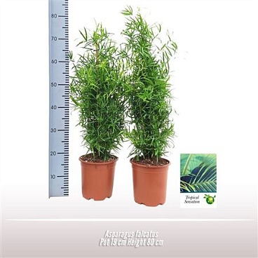 Asparagus Falcatus