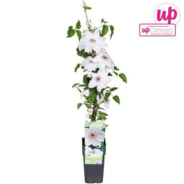 Clematis Miss Bateman
