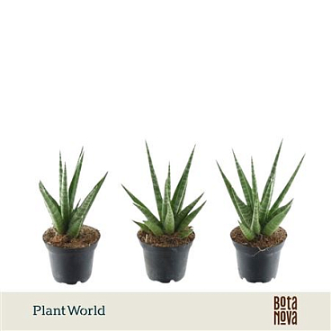Sansevieria Francisii (decorum)
