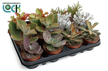 Kalanchoë Mix