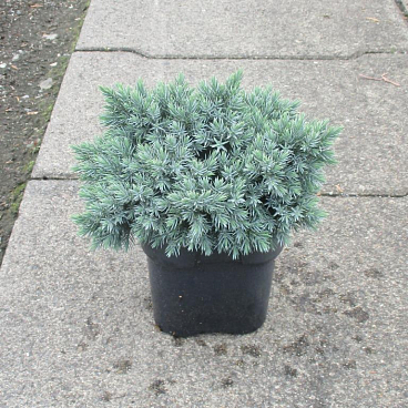 Можжевельник чешуйчатый Блю Стар