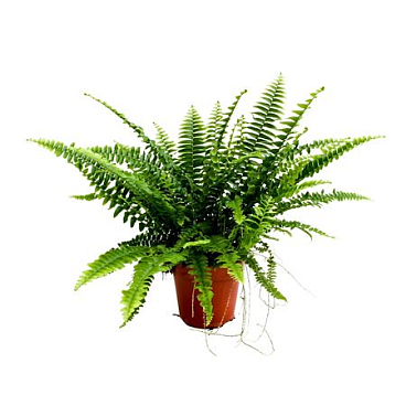 Nephrolepis Green Lady No Sleeve