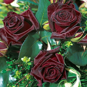 Роза чайно-гибридная Блэк Баккара