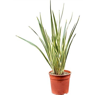 Phormium Tenax 'variegatum' (80-100)