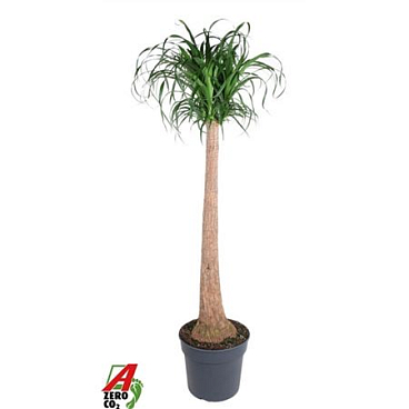 Beaucarnea Stam