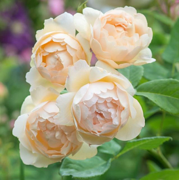 Роза парковая Воллертон Олд Холл