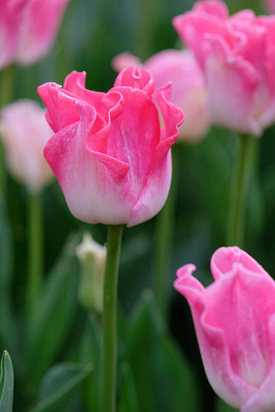 Тюльпан триумф Краун Оф Династи