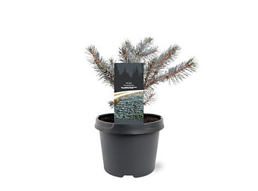 Picea Pungens Karpaten