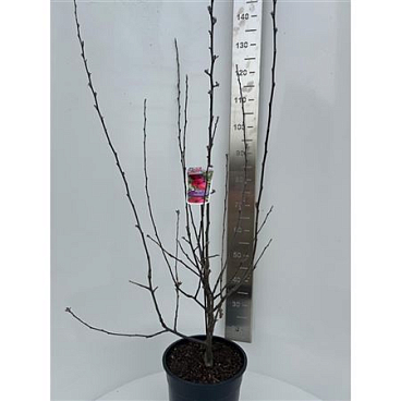 Malus Transitoria Appletini