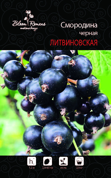 Смородина черная Литвиновская | Оптовая цветочная компания «Флора Групп» Смородина черная Литвиновская
