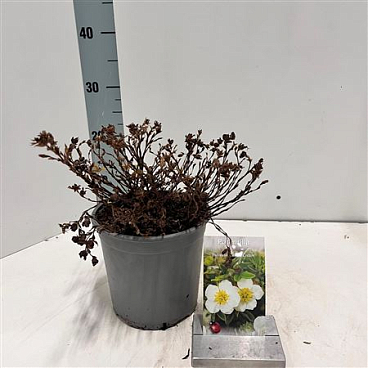 Potentilla Frut Tilford Cream