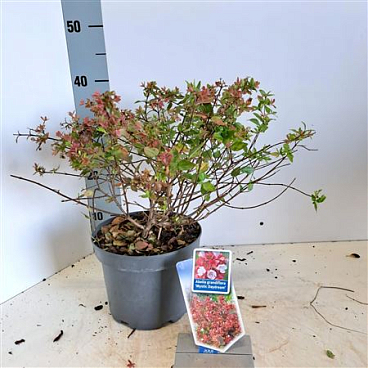 Abelia Grandiflora Mystic Daydream