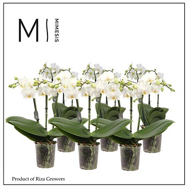 Phal 2st White 20+ Mimesis (orchid Growers)