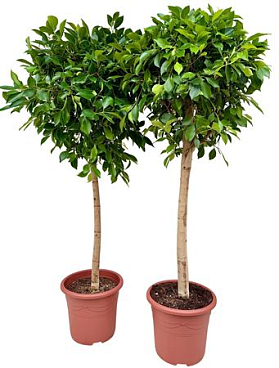 Ficus Nitida Ficusnit