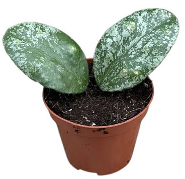 Koya Waymaniae Kapuas