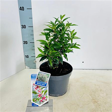 Sarcococca Hookeriana Winter Gem