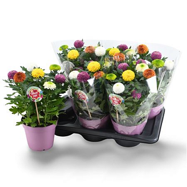 Chrys Flowerpops Carnaval 7pp