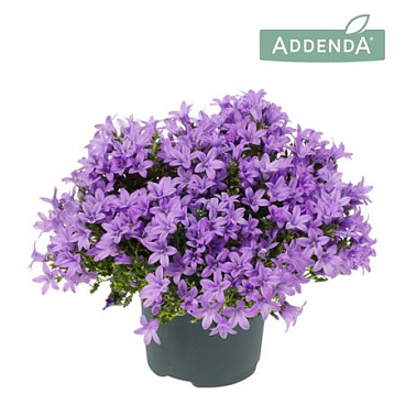 Campanula Ambella Lavender.