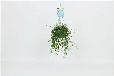 Codonanthe Crassifolia Hangpot
