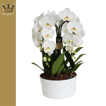 Phal 4st Crown White 55+ (bernard)