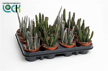 Stapelia Mix.