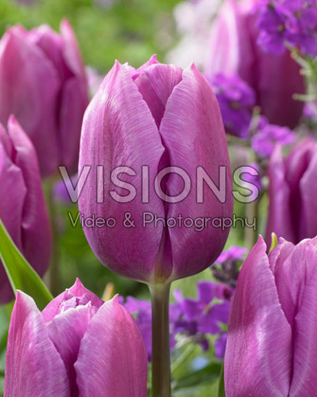 Тюльпан триумф Блю Бьюти