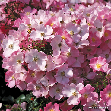 Роза флорибунда Фортуна