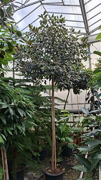 Ficus Rubiginosa Australis Stam