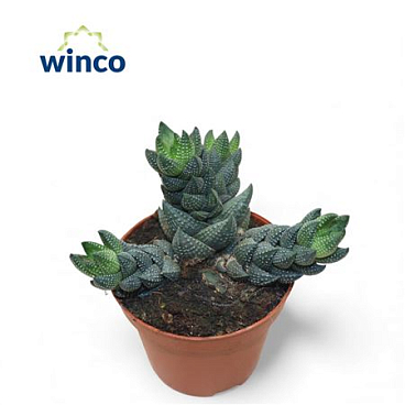 Haworthia Reinwardtii (group)