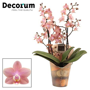 Phal Perfíum 2st Odorion (decorum)