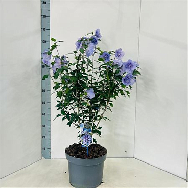 Hibiscus Syr Blue Chiffon