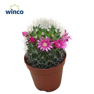 Mammillaria Spinossisima (flowering)