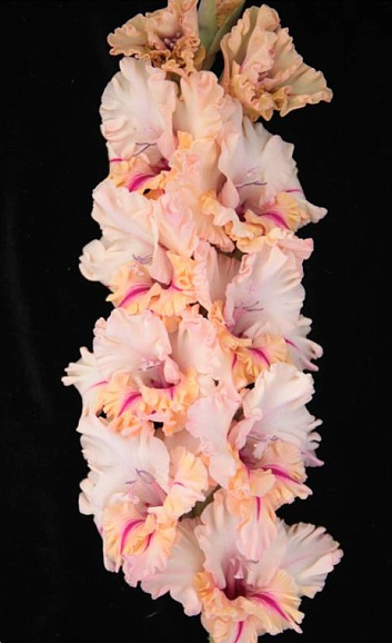 Гладиолус крупноцветковый Самурай