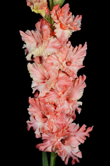 Гладиолус крупноцветковый Эдита Пьеха