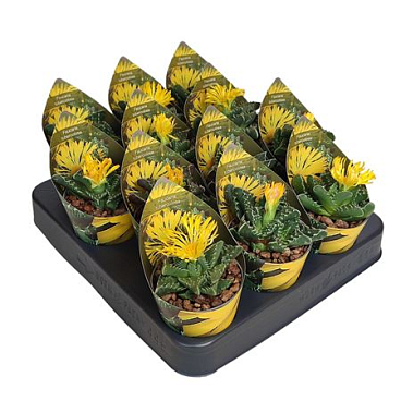 Faucaria Tuberculosa Potcover