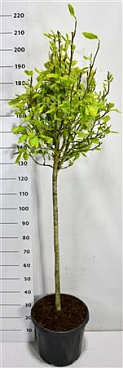 Magnolia Soulangeana On Stem