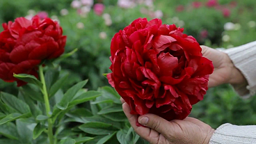 Пион травянистый Генри Боксток