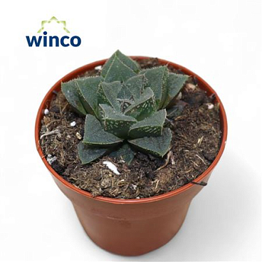 Haworthia Pymaea