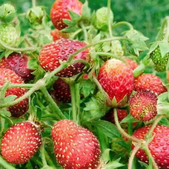 Земклуника Раиса